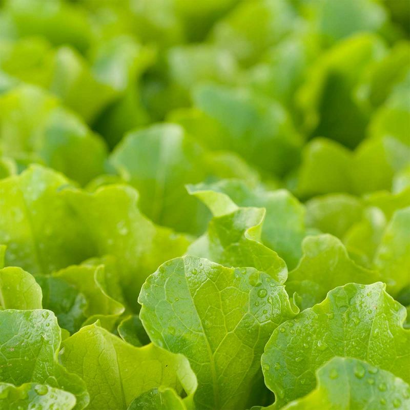 Lettuce