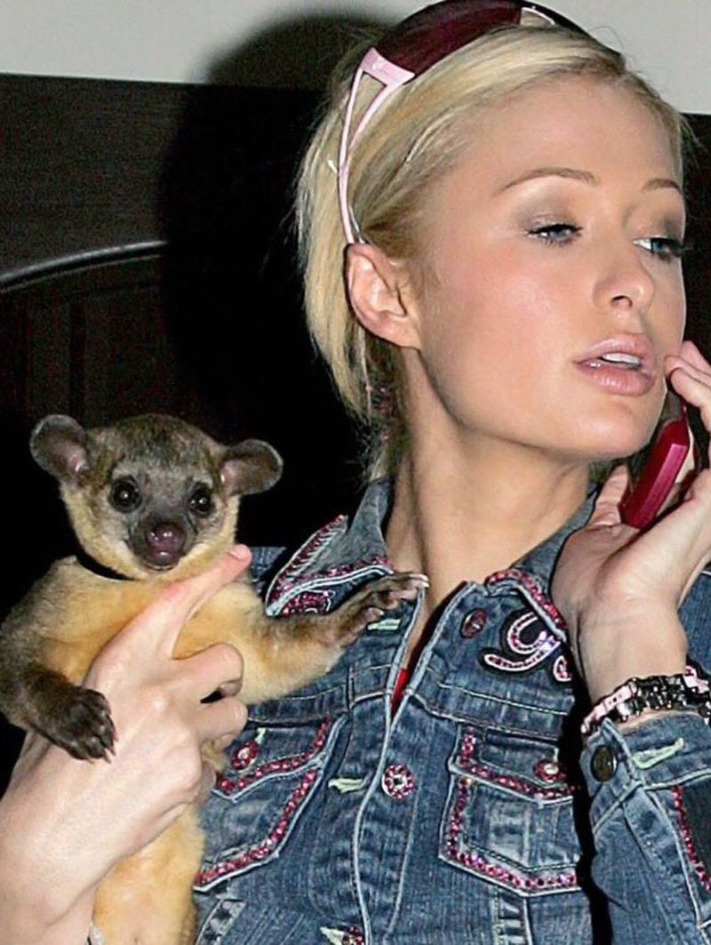 Paris Hilton's Kinkajou Baby Luv