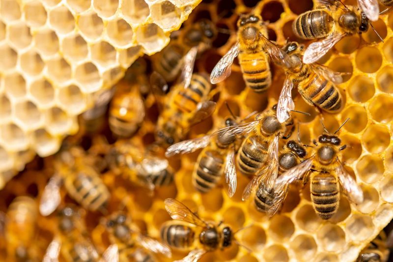 Honey
