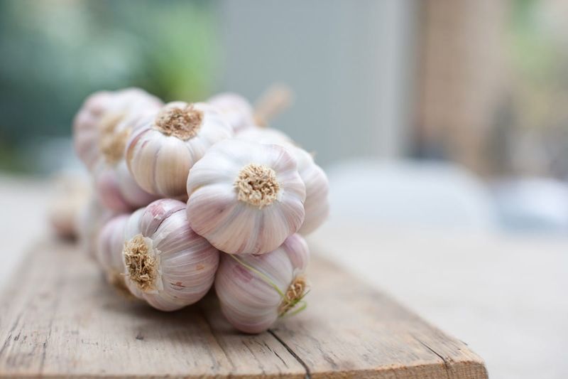 Garlic