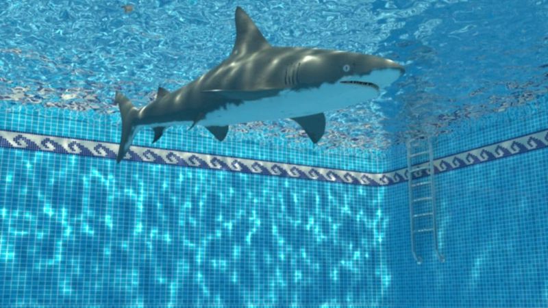 Sharks in the Swimming Pool