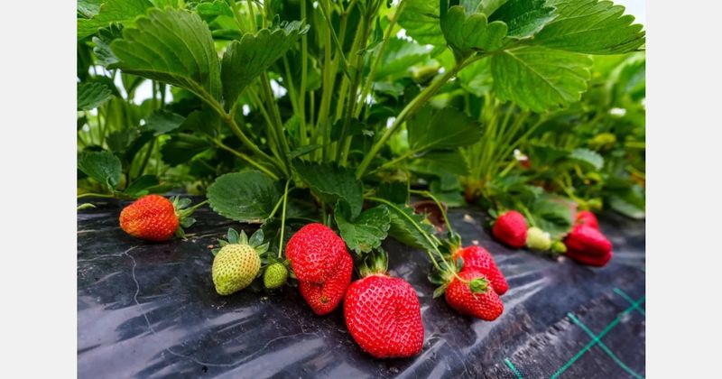 Strawberries