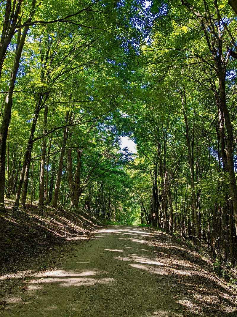 Dysart Woods, Belmont County