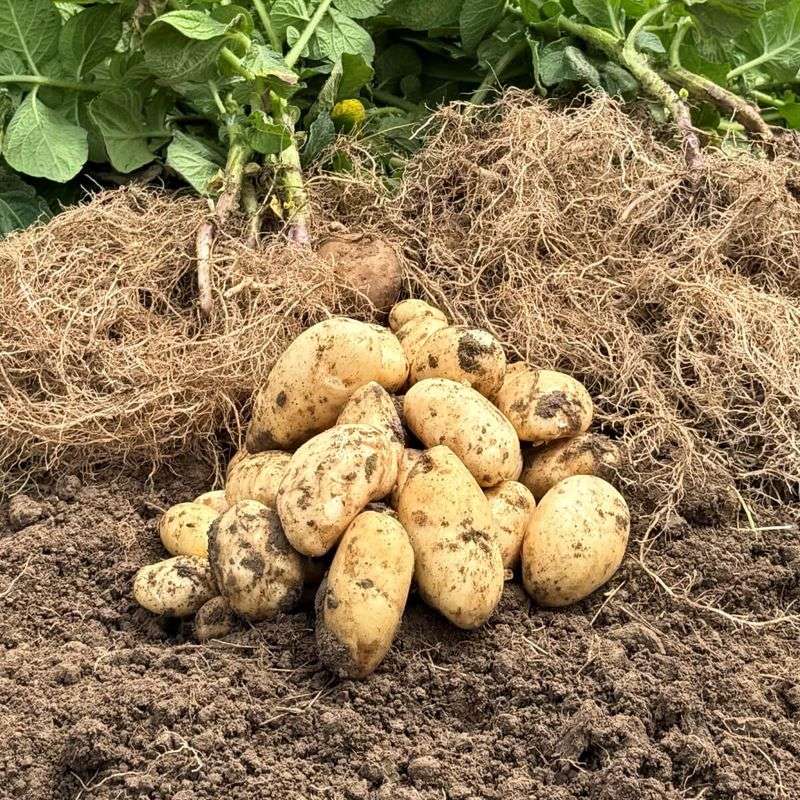 Jersey Royal Potatoes