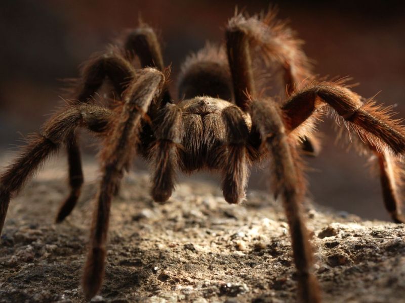 Insects, Spiders, and Snakes