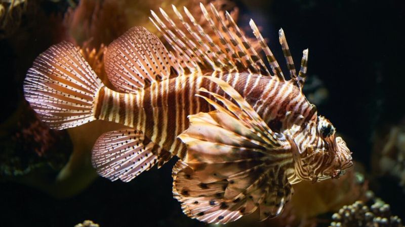 Lionfish