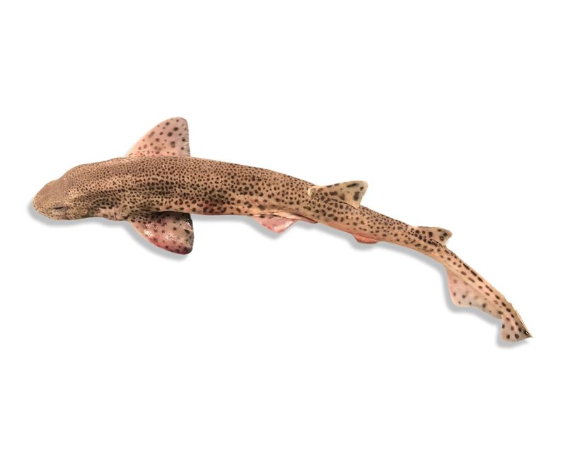 Dogfish (Spiny Dogfish)