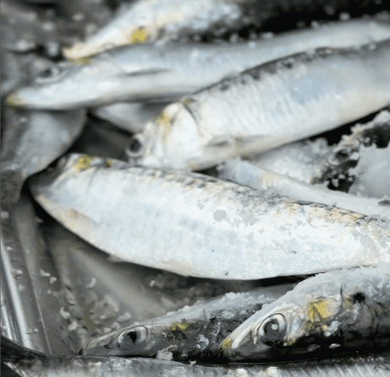 Sardines
