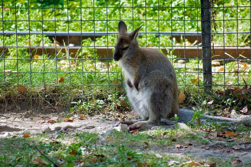Elvis Presley's Wallabies from Down Under