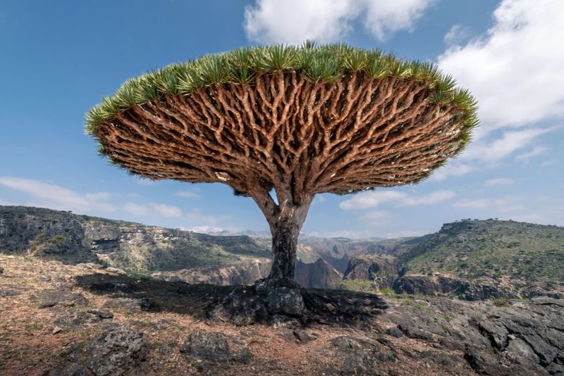 Socotra Island, Yemen