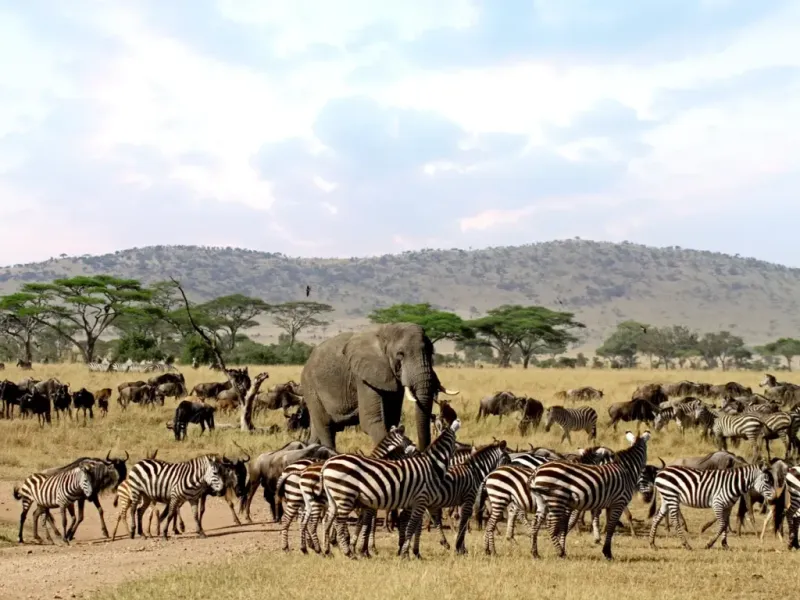 Serengeti National Park, Tanzania