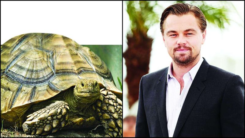 Leonardo DiCaprio's African Spurred Tortoise