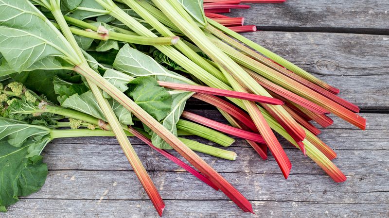 Rhubarb Leaves