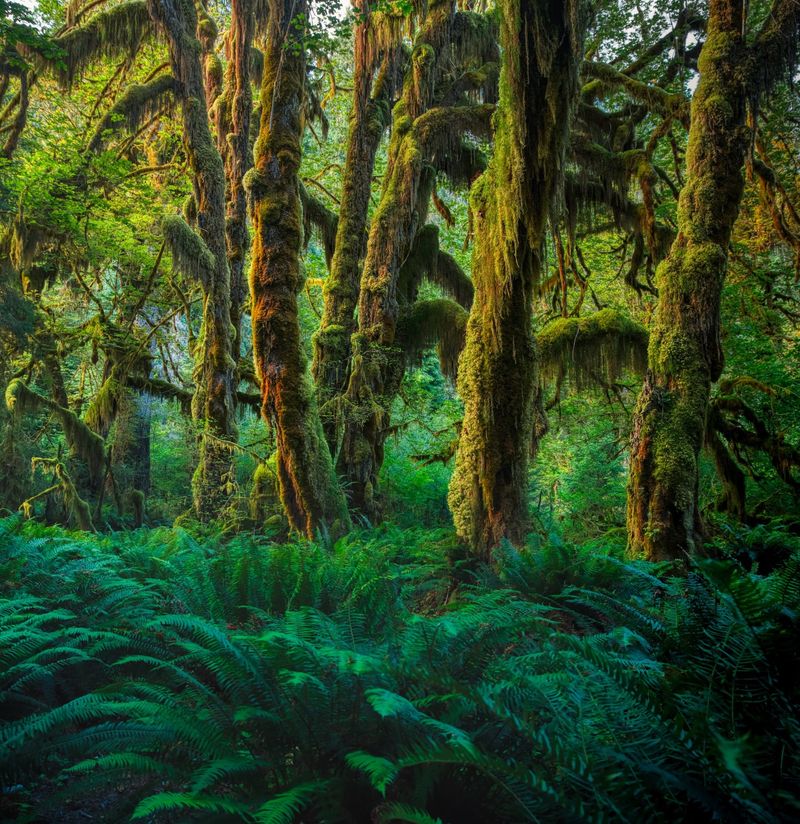 Olympic National Park, Washington