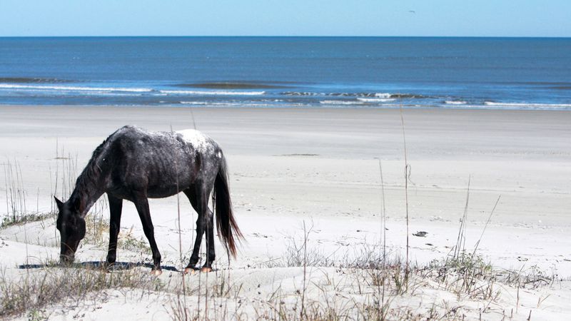 Cumberland Island National Seashore, Georgia