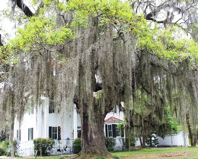 McClellanville, South Carolina