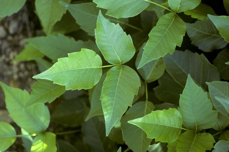 Hogan's Heroes Put Poison Ivy in Europe