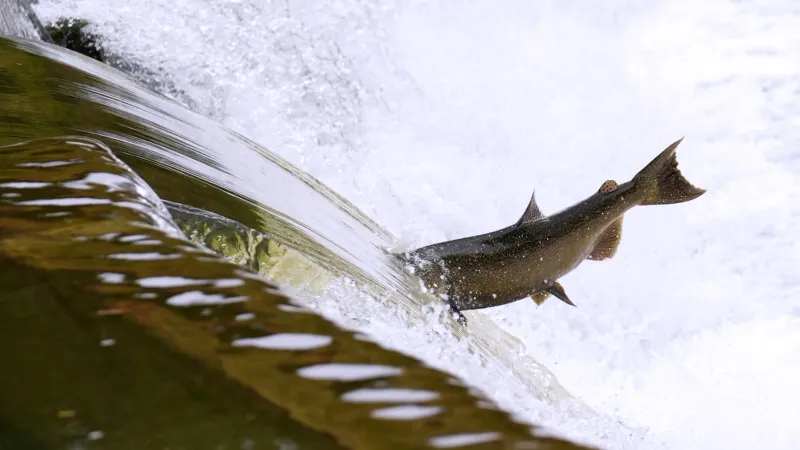 Salmon