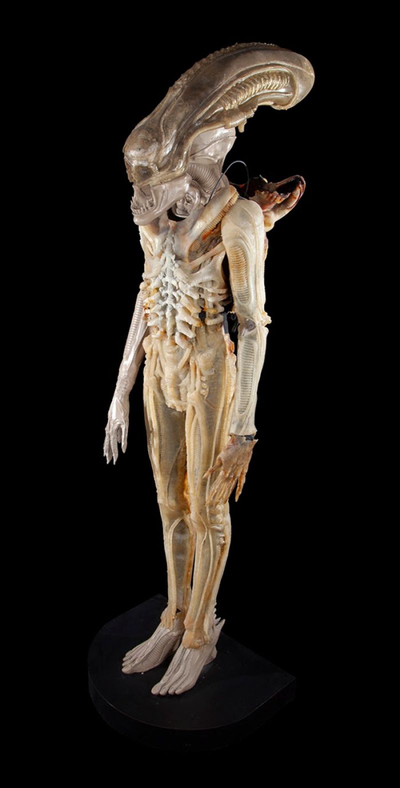 Xenomorph