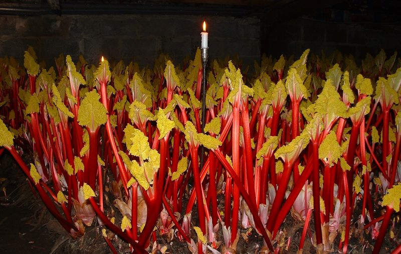 Yorkshire Forced Rhubarb