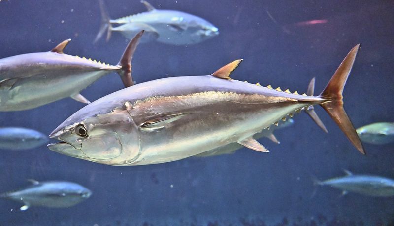 Bigeye Tuna and Ahi Tuna: Popular but Problematic