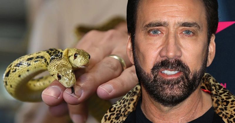 Nicolas Cage's Octopus, Cobras, and Two-Headed Snake