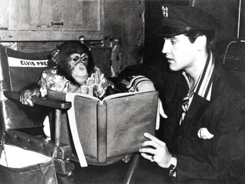 Elvis Presley's Mischievous Chimp Scatter