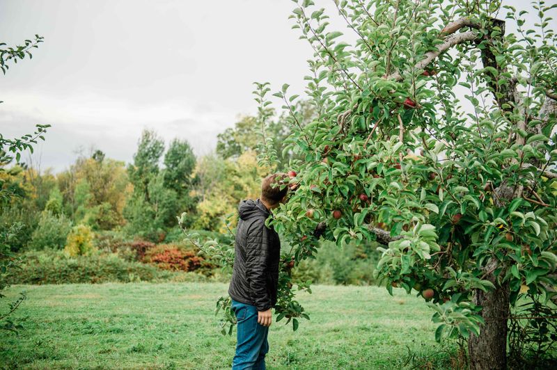 Shelburne: Apples and Lake Champlain