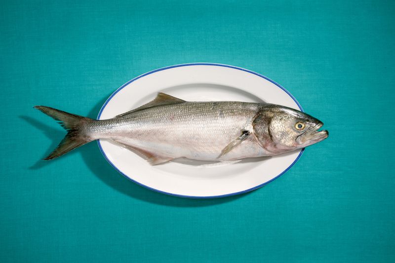 Bluefish