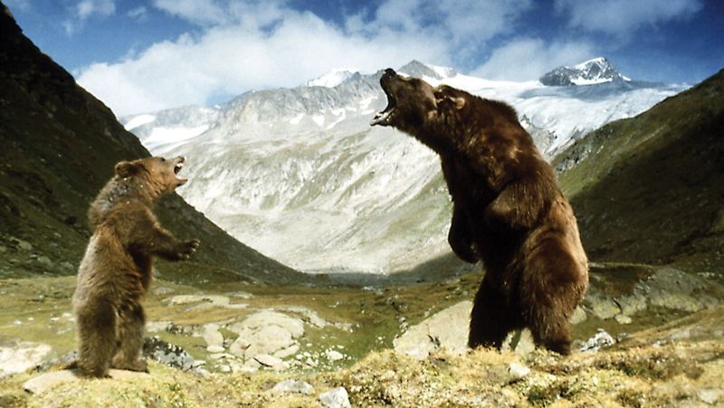 The Bear (1988)