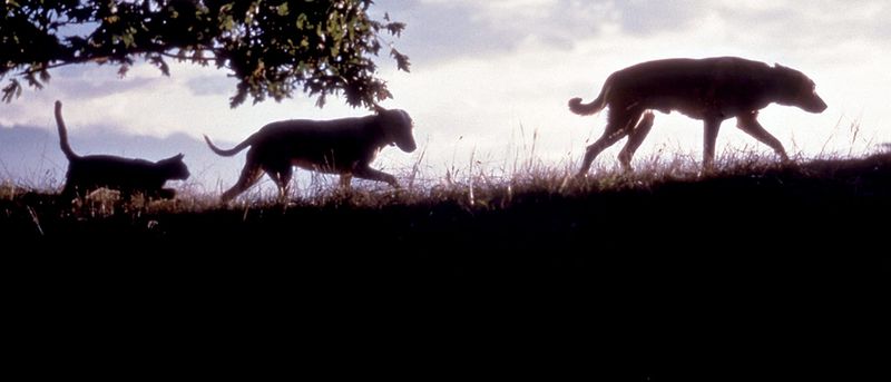 The Incredible Journey (1963)