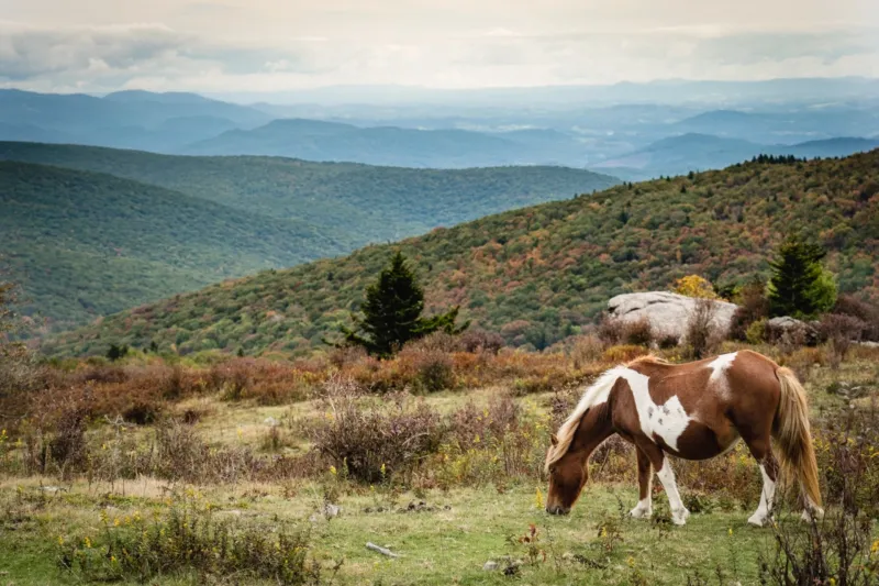 Grayson Highlands State Park