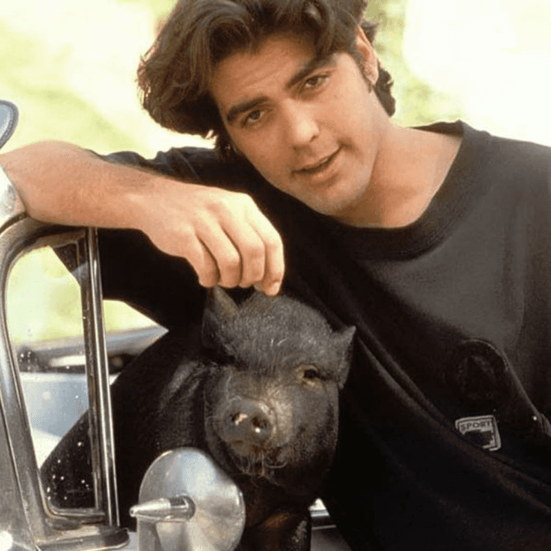 George Clooney's 300-Pound Potbellied Pig Max