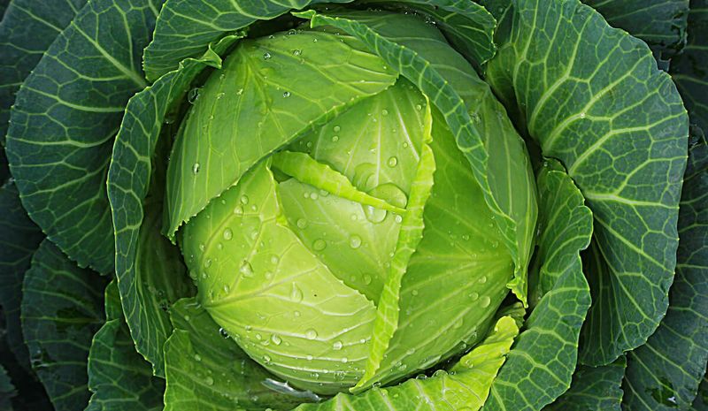 Cabbage