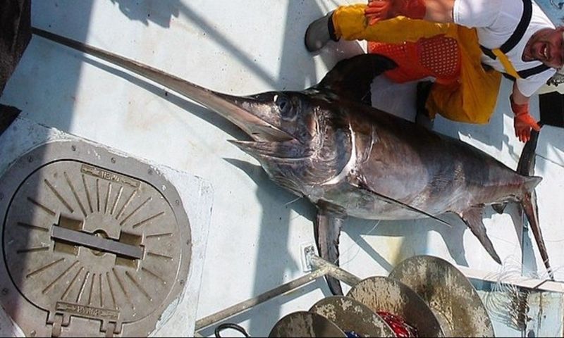 Marlin: A Trophy Fish That's Best Left in the Ocean