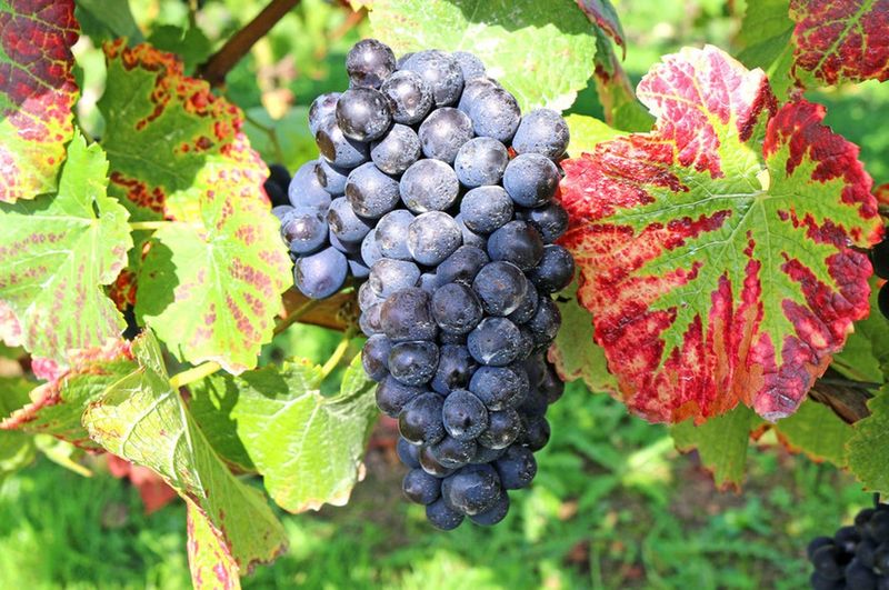 Wine Grapes
