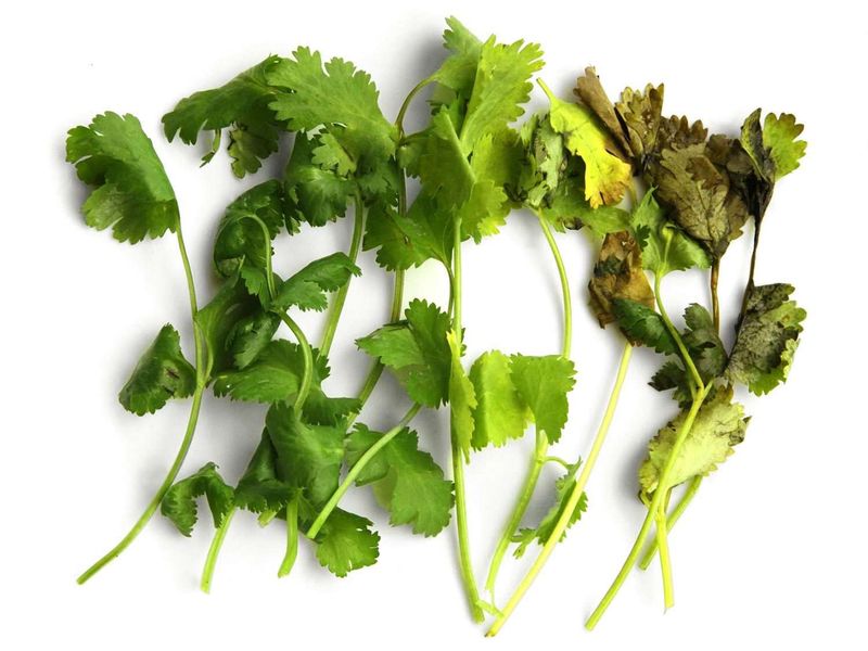 Delicate Fresh Herbs