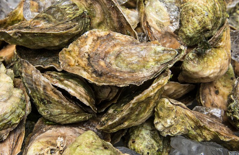 Oysters