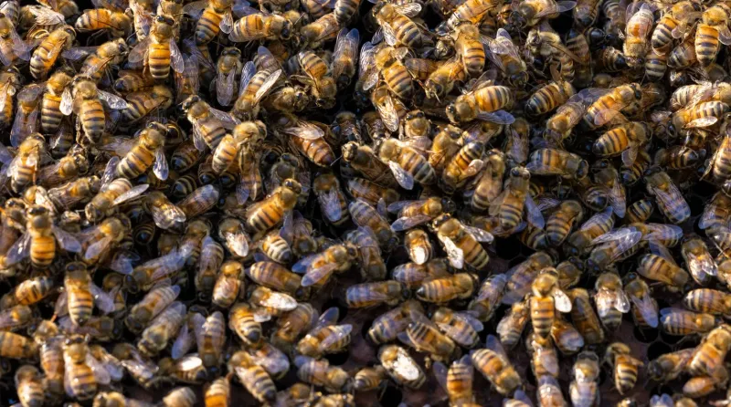 Killer Bees