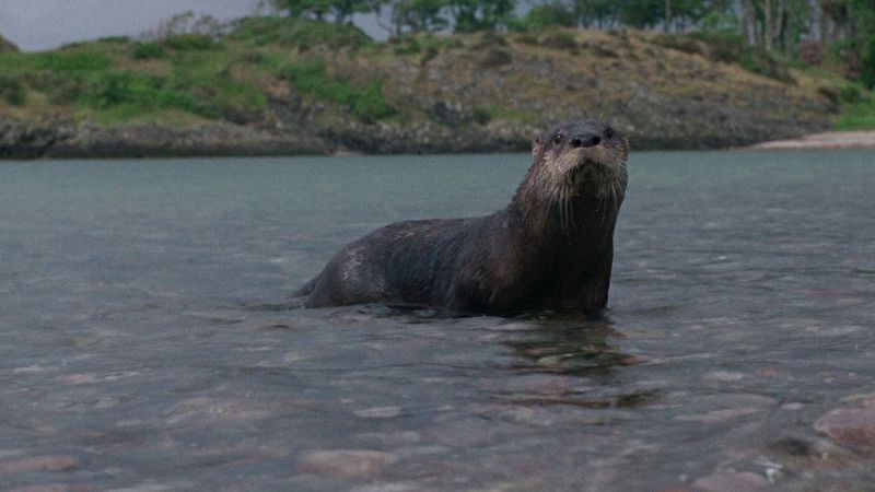 Ring of Bright Water (1969)