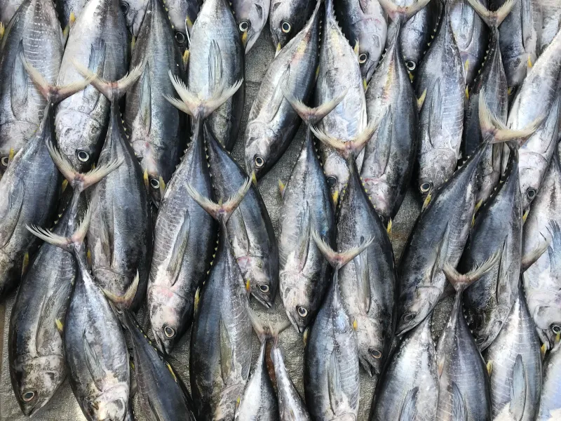 Tuna Fish