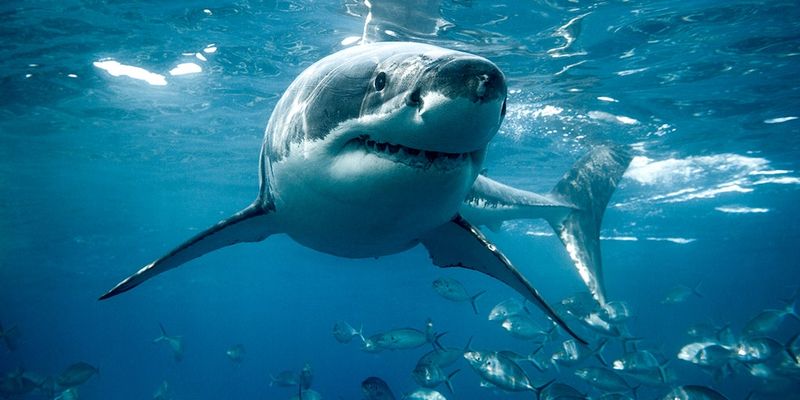 Shark: A High-Mercury Fish to Skip