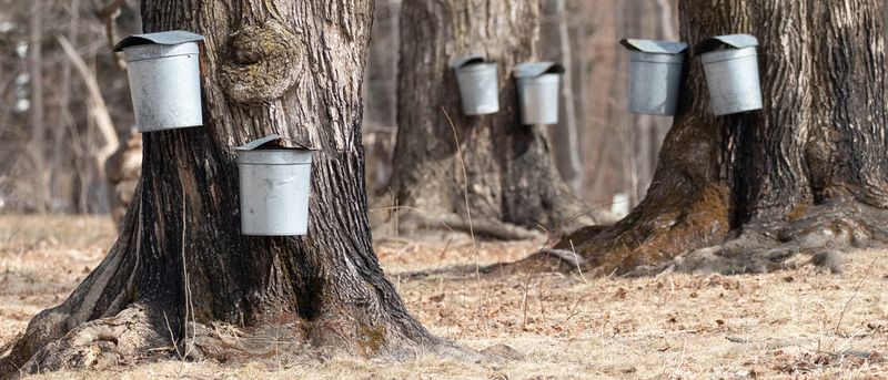 Maple Syrup