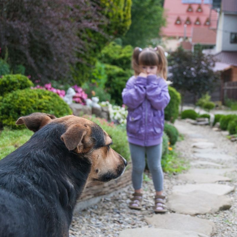 Dogs and Other Animals