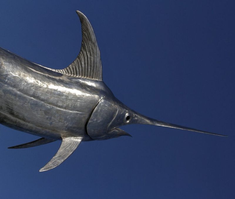 Swordfish: A Beautiful Fish With a Dangerous Side