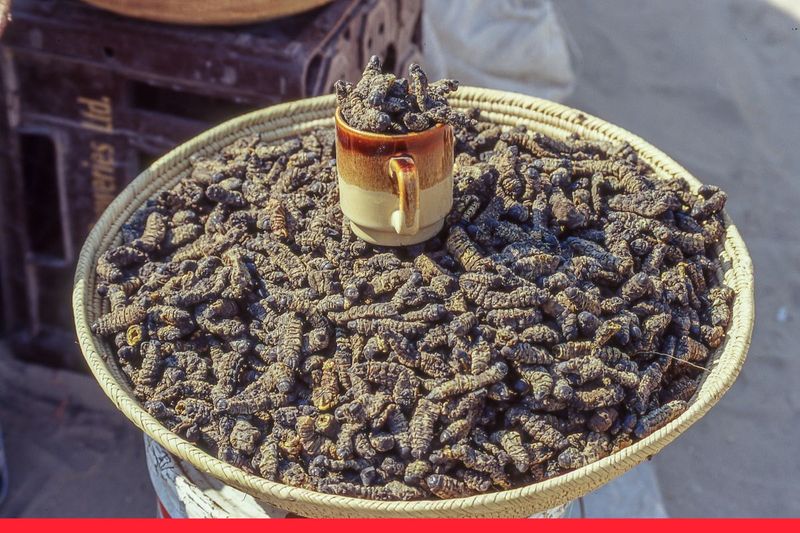 Mopane Worms