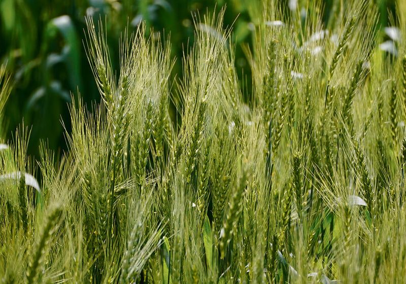 Wheat