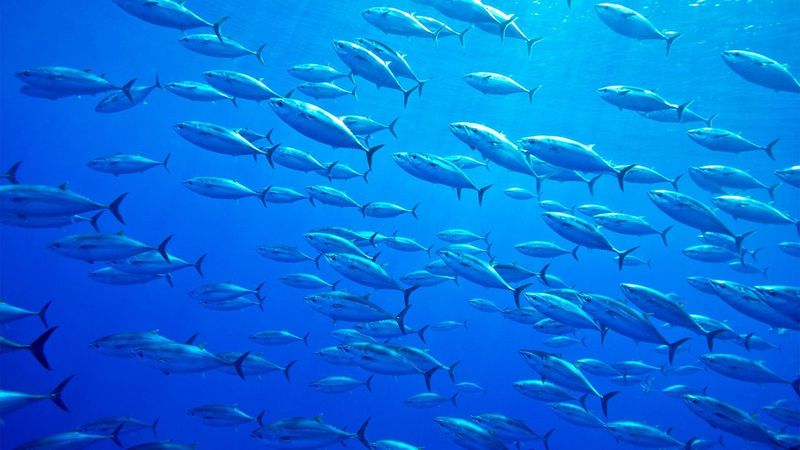 Tuna