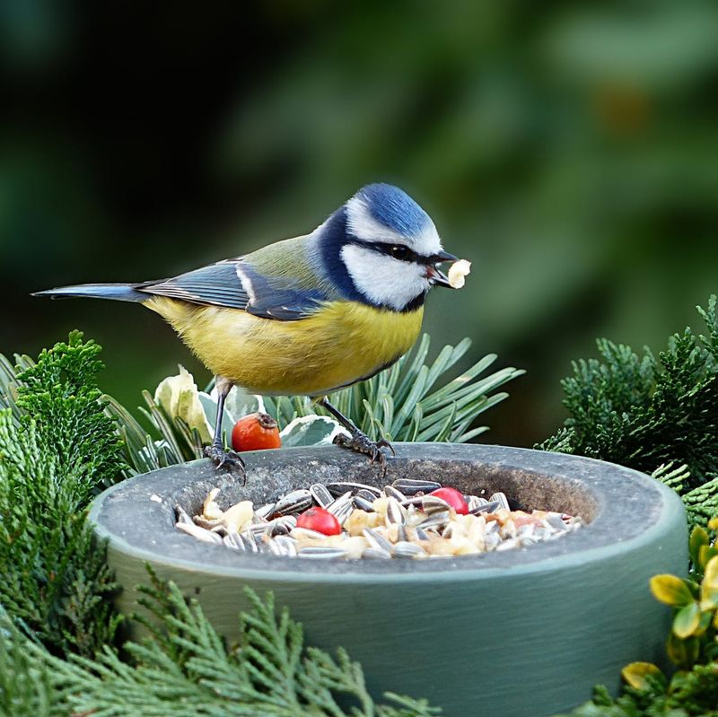 Bird Feeder Filler