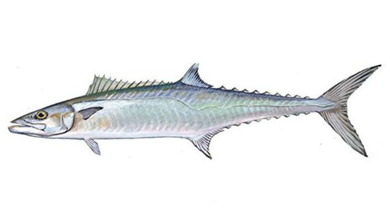 King Mackerel: When a Good Fish Family Has a Risky Member